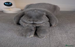 French Lop rabbits for sale: Male 1 year old blue French lop  - Image 2