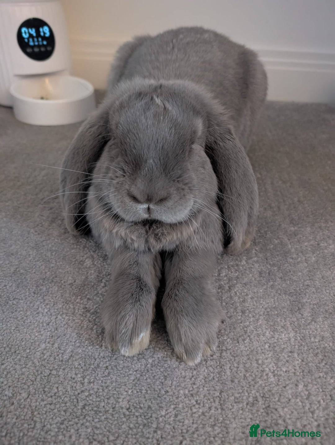 French Lop rabbits for sale: Male 1 year old blue French lop  - Image 2