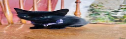 Mixed Breed cats for sale: *READY NOW* 3 Beautiful Black Kittens  - Advert 22