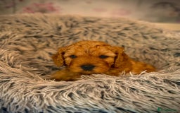 Mixed Breed dogs for sale: 💜💛🧡 PREMIUM CAVAPOOS READY TO GO 💜💛🧡 - Image 11