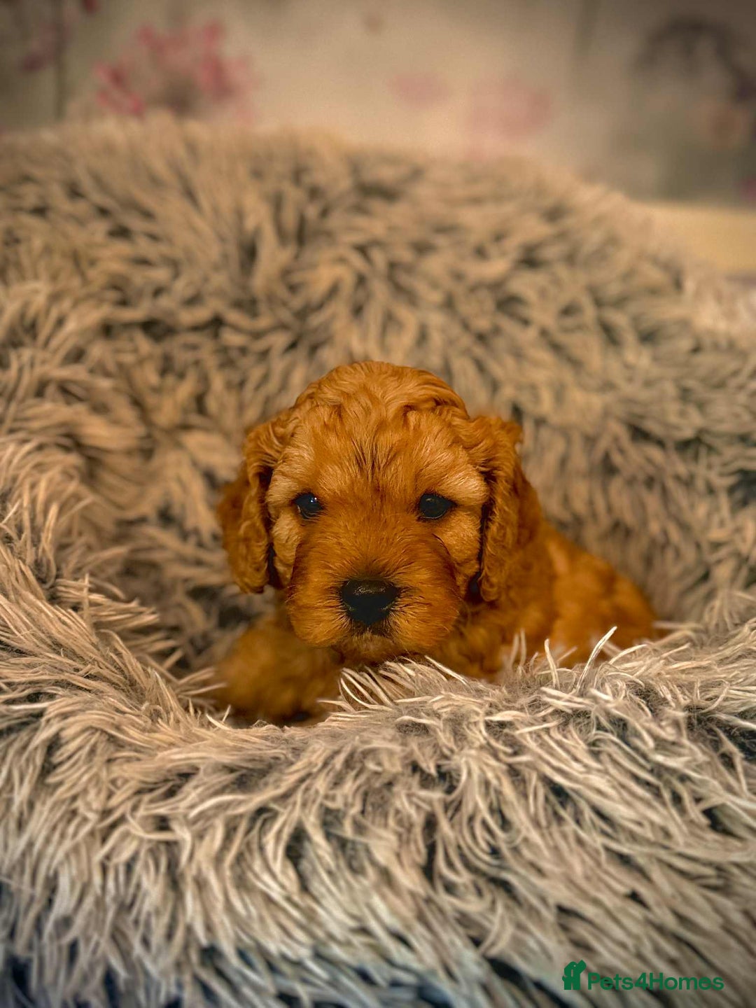 Mixed Breed dogs for sale: 💜💛🧡 PREMIUM CAVAPOOS READY TO GO 💜💛🧡 - Image 11