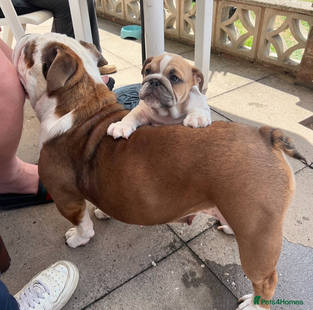 English Bulldog dogs for sale: Last Two - High Quality English Bulldog Puppies  in Atherstone - Image 5