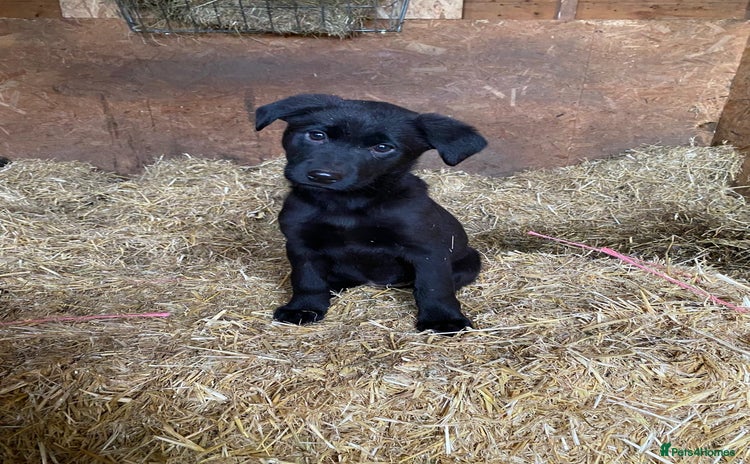 Labrador Retriever dogs Incredible repeat mating - Advert 5