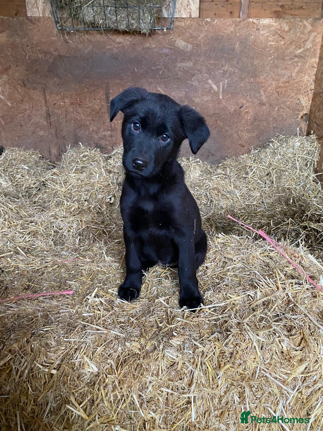 Labrador Retriever dogs for sale: Last incredible little girl  - Advert 2