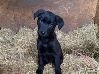 Labrador Retriever dogs Incredible repeat mating - Advert 16