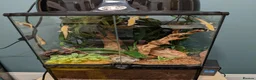 Gecko reptiles for sale: Mourning geckos - Advert 2