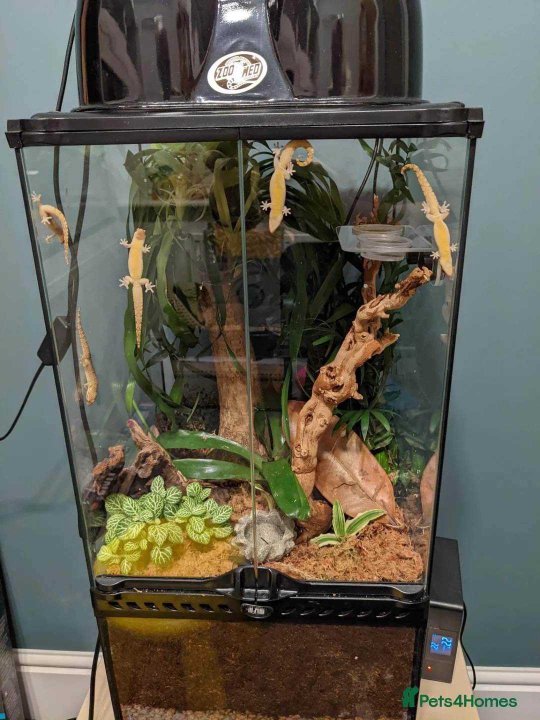 Gecko reptiles for sale: Mourning geckos - Advert 2