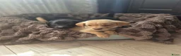 Labrador Retriever dogs for sale: KC registered Labrador Retriever puppies - Advert 15