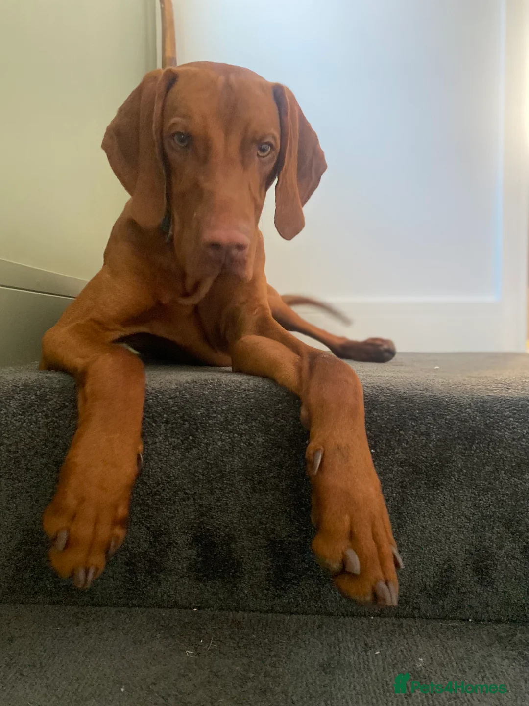 Hungarian Vizsla dogs for stud: Full KC Registered Hungarian Vizsla for stud - Advert 3