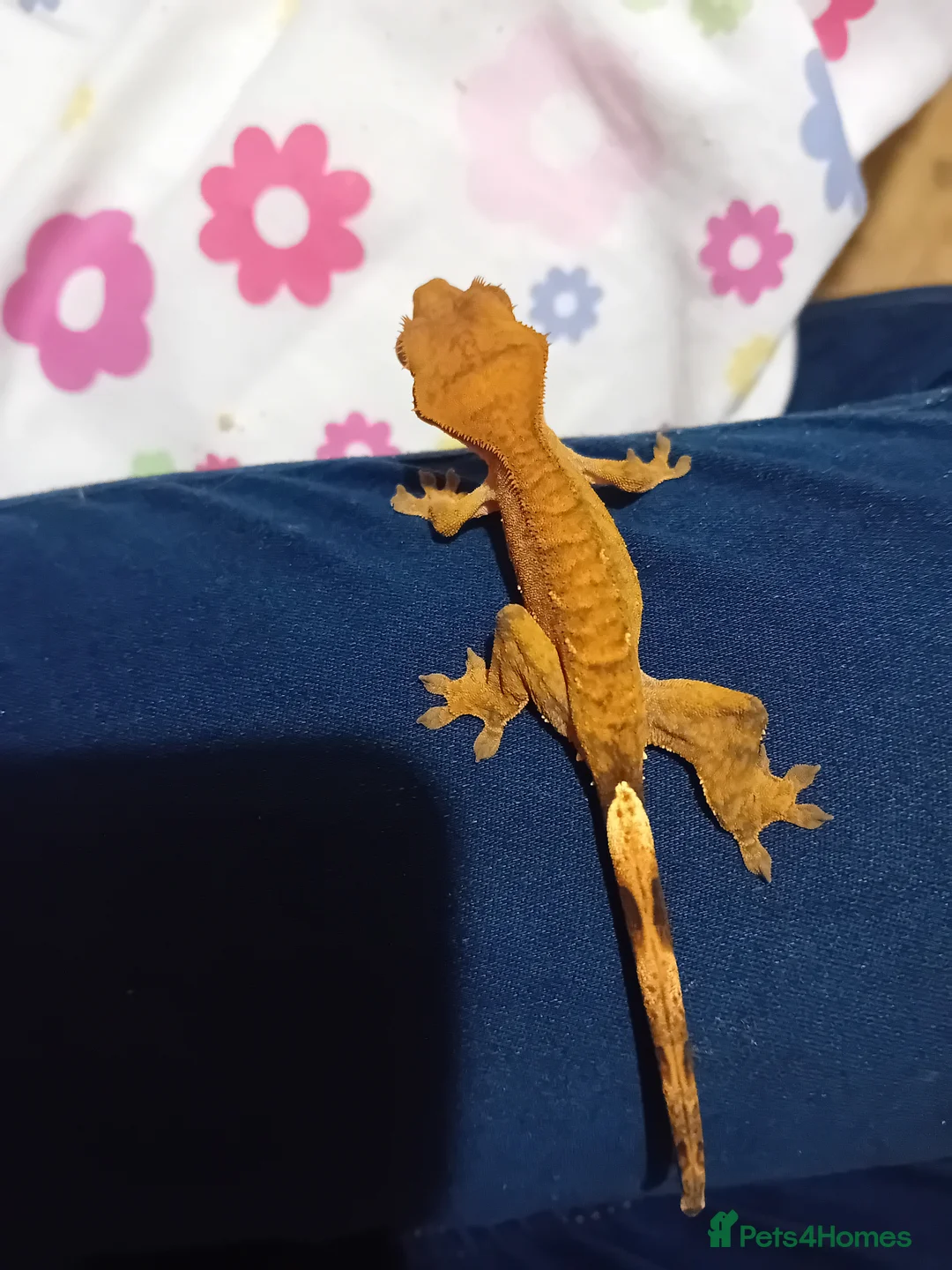 Gecko reptiles for sale: Multiple baby crested geckos for sale - Advert 6
