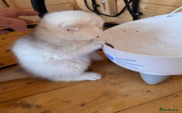 Scottish Fold cats for sale: Beautiful Silver & White Scottish Fold Kittens  - Advert 10