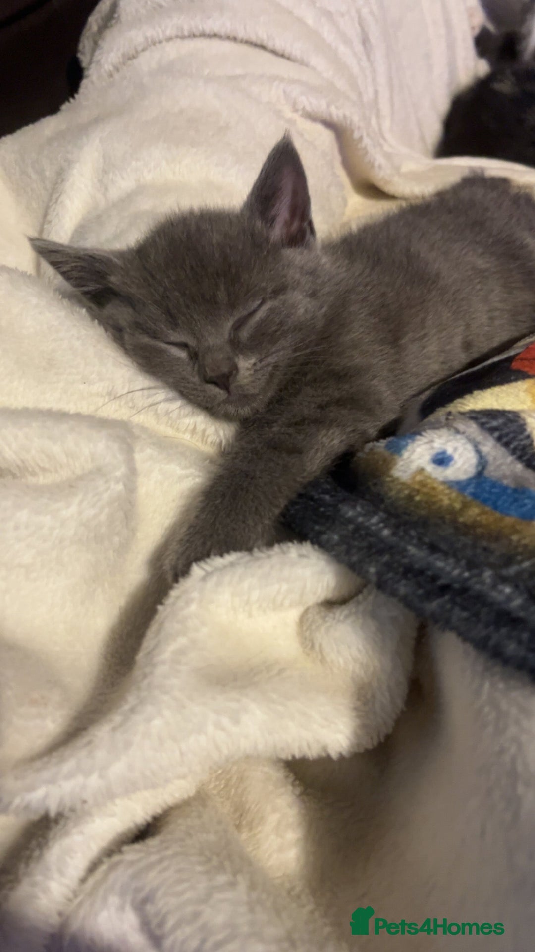 British Shorthair cats for sale: Male British Shorthair ( if need be I can deliver) - Advert 3