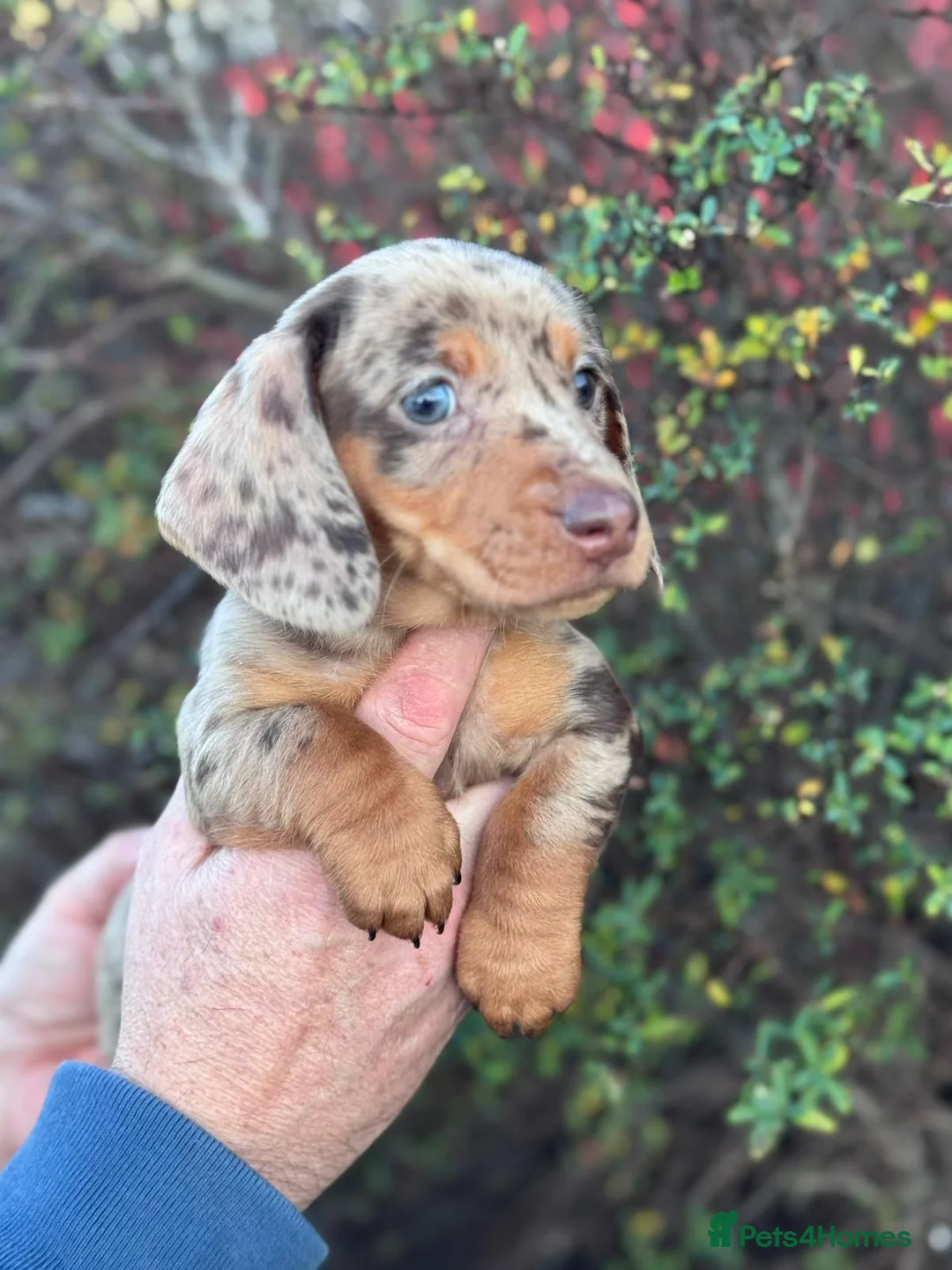 Miniature Dachshund dogs for sale: Miniature daushand  - Advert 13