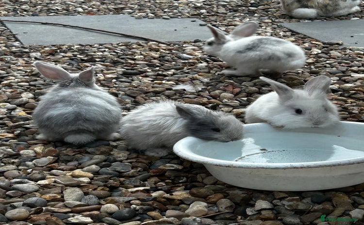 Mixed Breed rabbits - Advert 2