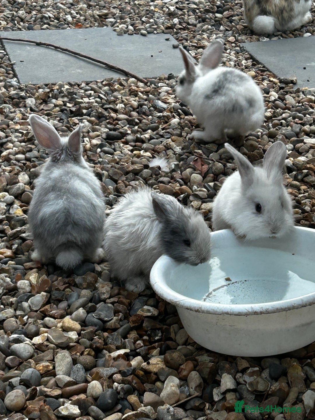 Mixed Breed rabbits for sale: Mixed bunnies - Image 1
