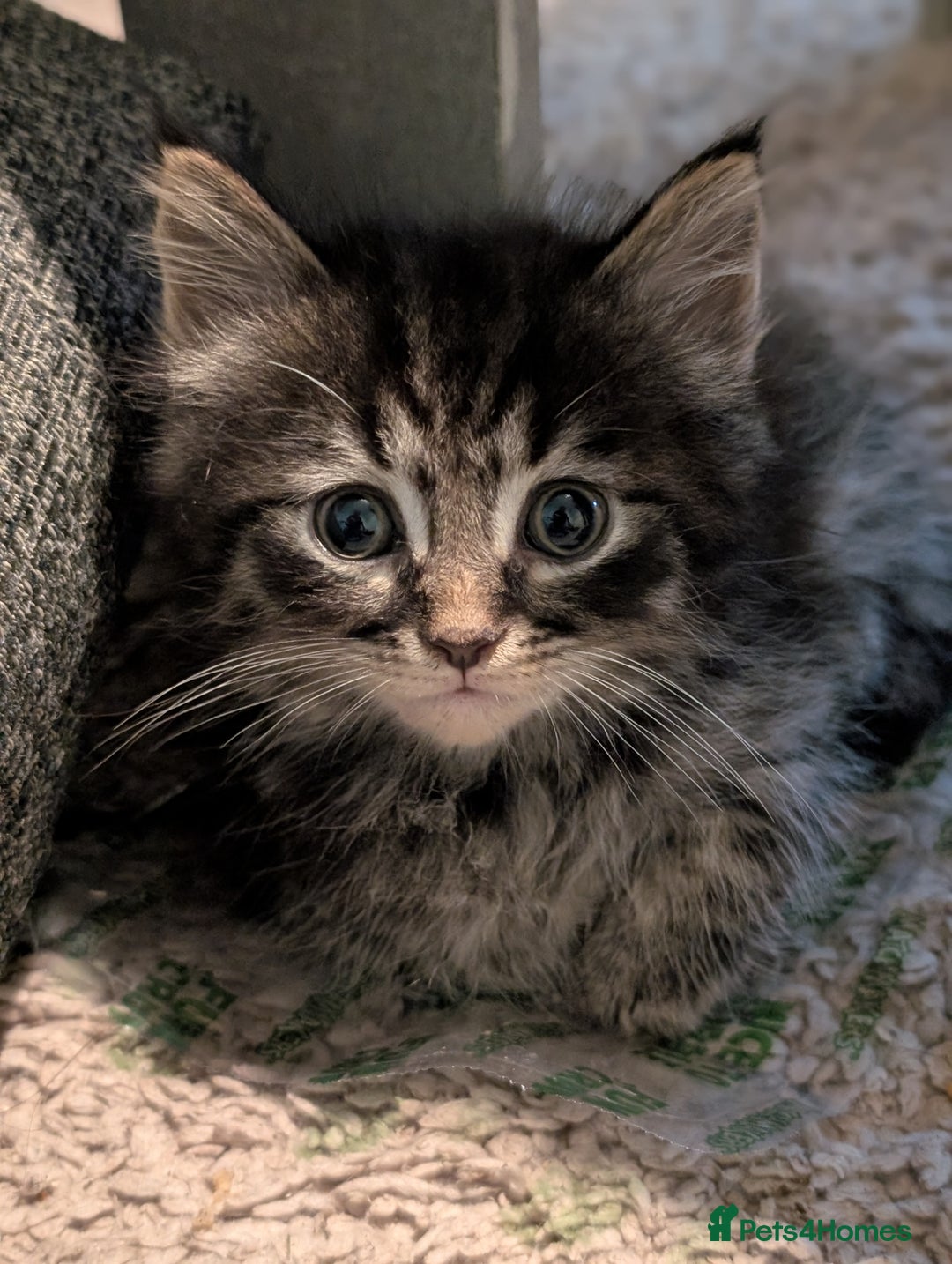 Mixed Breed cats for sale: Spynx X maincoon  - Image 1