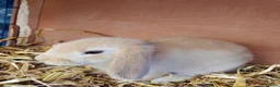 Mixed Breed rabbits for sale: Cute bunnies  in Ware - Advert 8