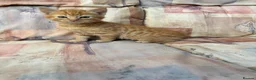 Mixed Breed cats for sale: Ginger-Tabby-Tortoiseshell kittens - Advert 16