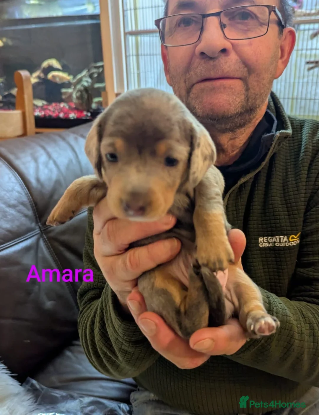 Miniature Dachshund dogs for sale: KC Reg Mini Dachshund Puppies –Loving Homes Only!  - Advert 8