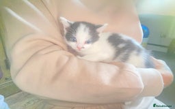 Domestic Shorthair cats for sale: 3 cuddly girl kittens available  - Image 10