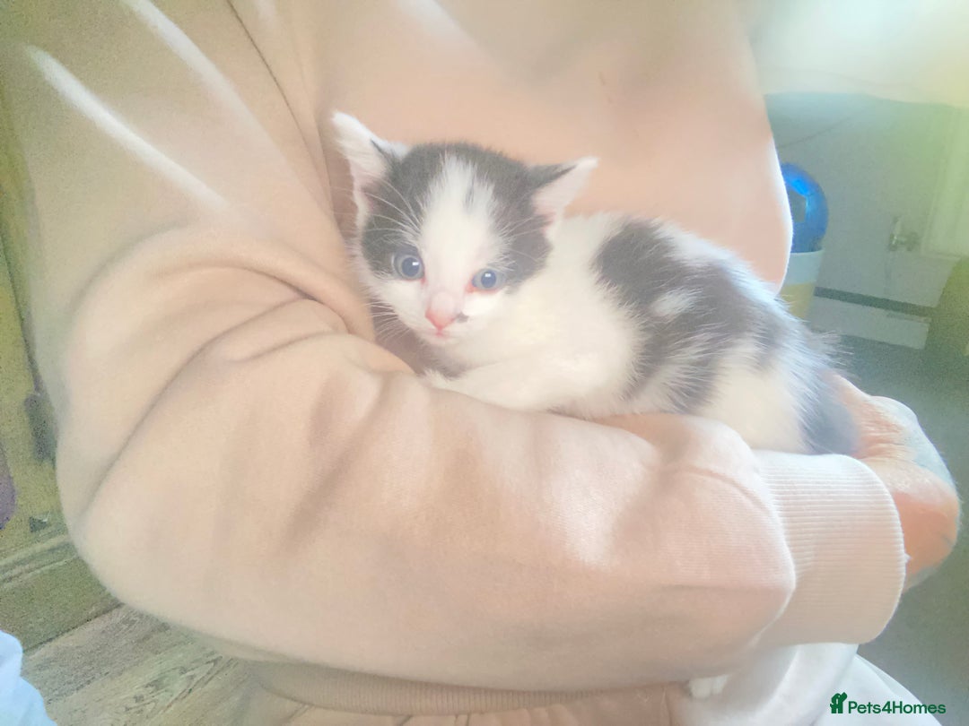 Domestic Shorthair cats for sale: 3 cuddly girl kittens available  - Image 10