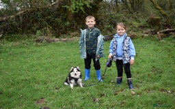 Pomsky dogs for sale: Genuine Toy Size Pomskies - Image 28
