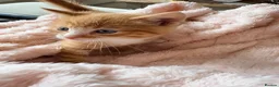 Mixed Breed cats for sale: Beautiful Ginger Kittens  - Advert 5