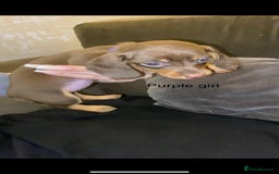 Miniature Dachshund dogs for sale: 🌻Miniature dachshund puppies 🌻 - Image 4
