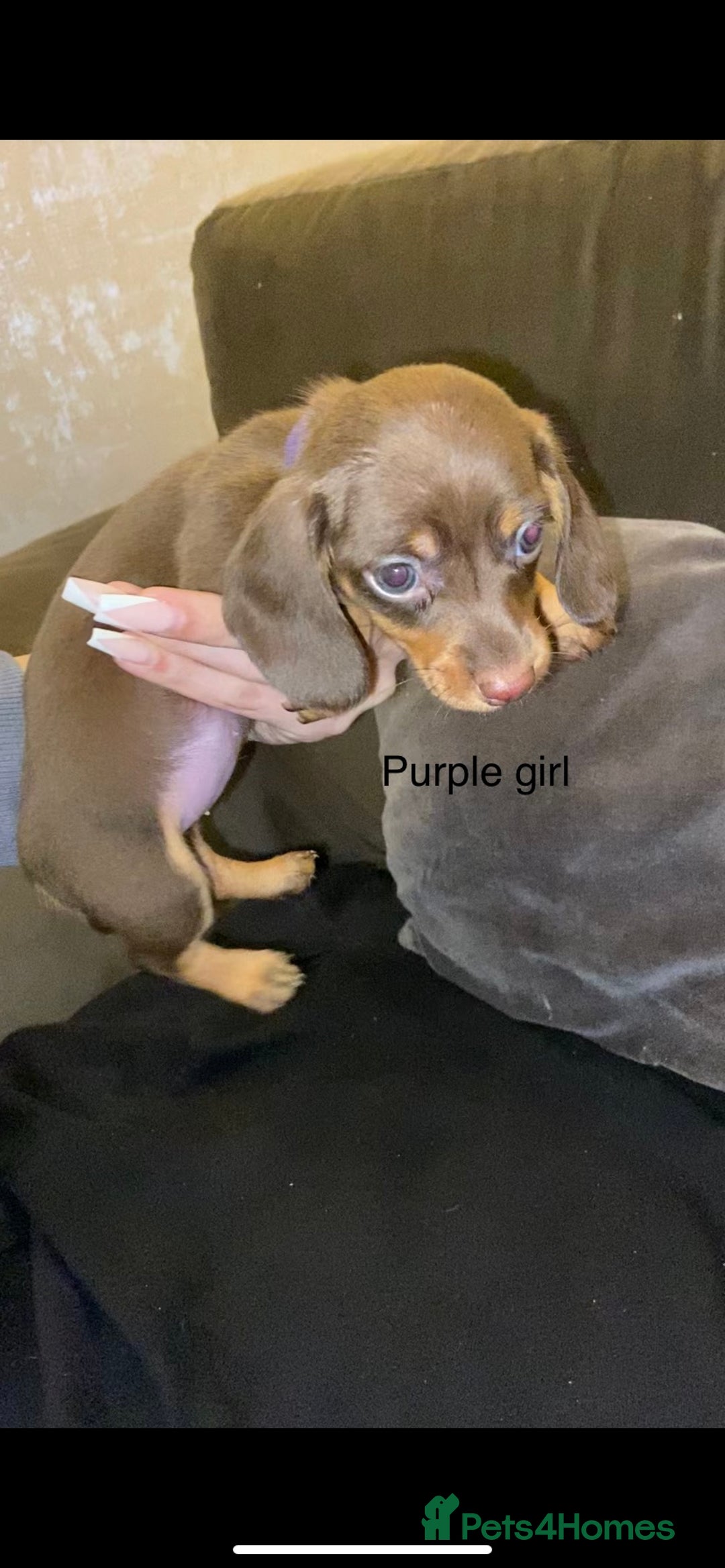 Miniature Dachshund dogs for sale: 🌻Miniature dachshund puppies 🌻 - Image 4