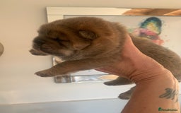 Chow Chow dogs for sale: Stunning male kc chow chow  - Advert 7