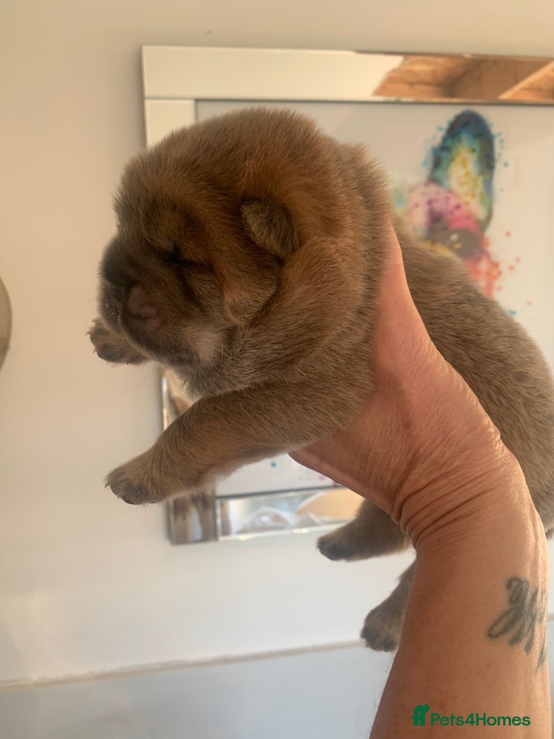 Chow Chow dogs for sale: Stunning male kc chow chow  - Advert 7