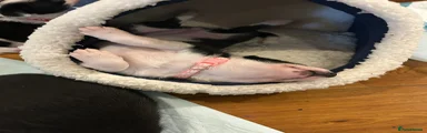 Spot - pink collar 