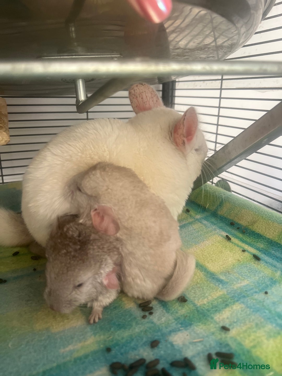 Chinchilla rodents for sale: 2 Female Chinchillas and Full set up!  - Image 33