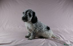 Cockapoo dogs for sale: Ready now beautiful litter F1B cockapoo puppies  in Leicester - Image 4