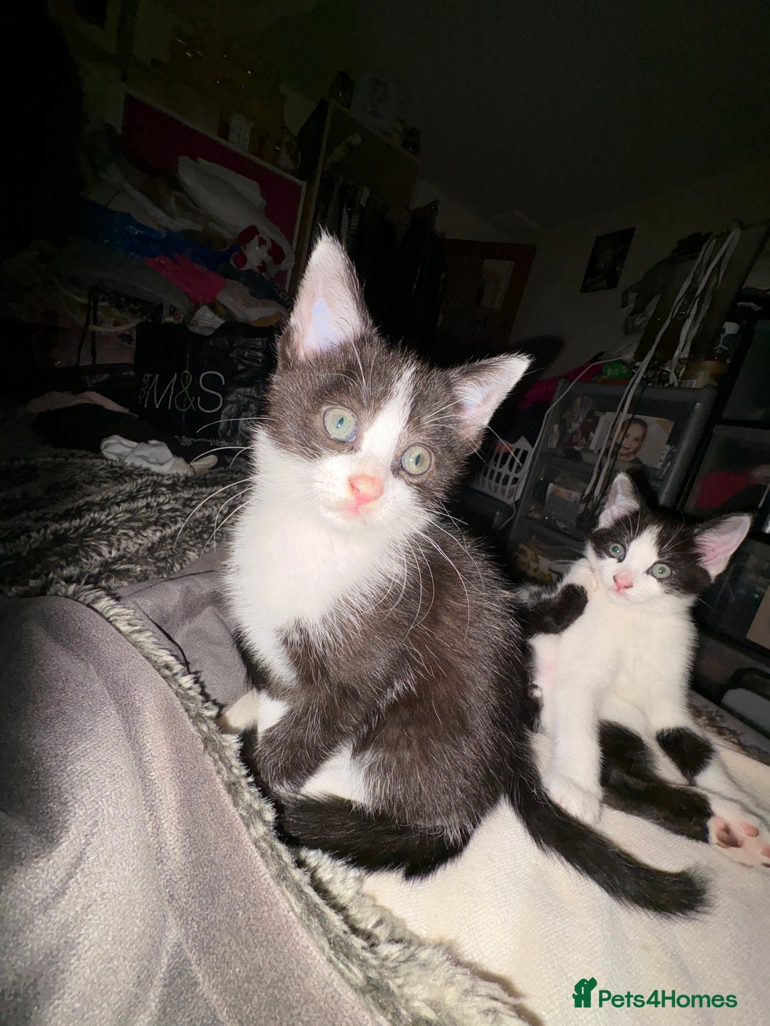 Mixed Breed cats for sale: Mixed kittens  - Image 16