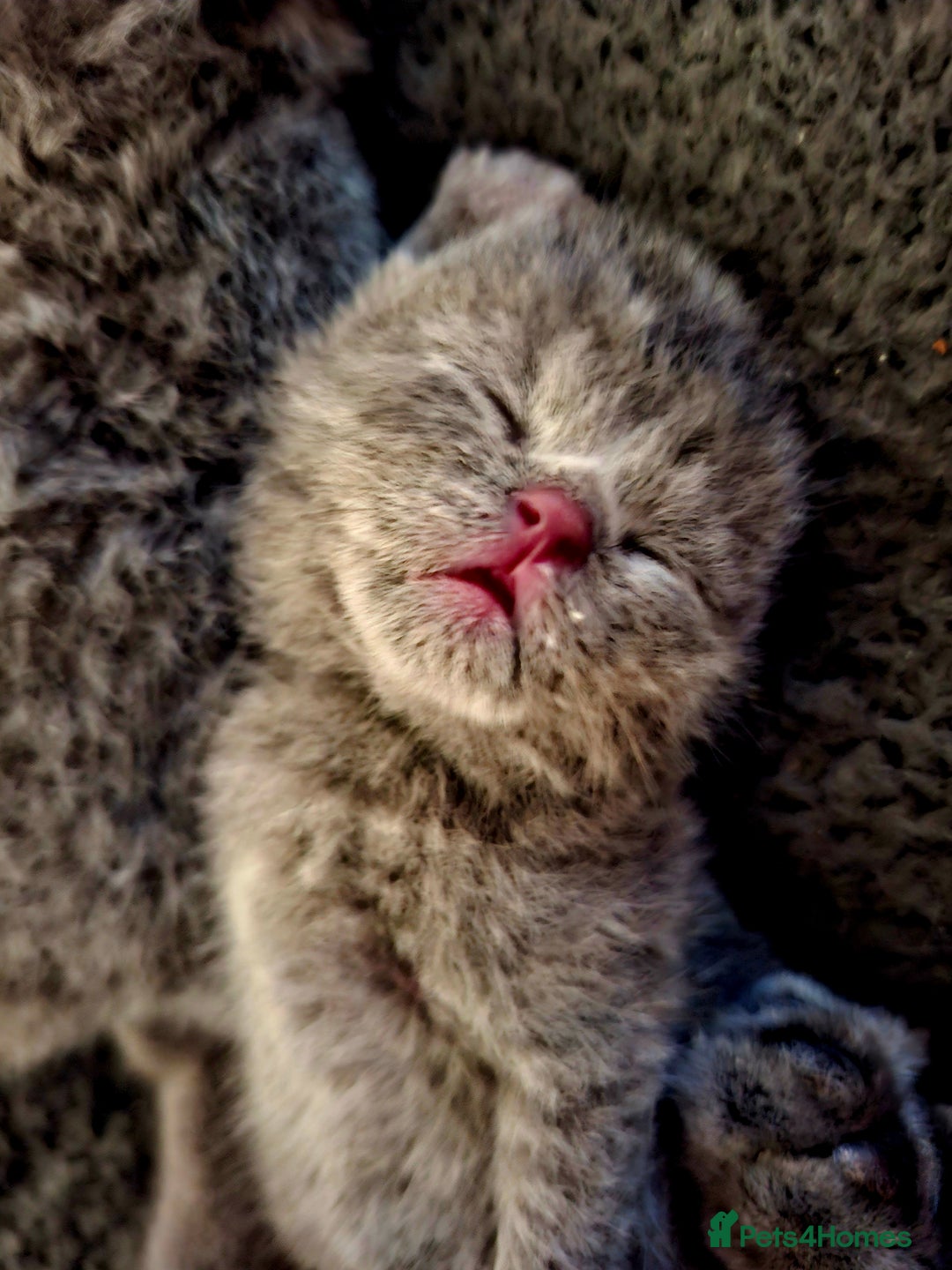 British Shorthair cats for sale: British blue kittens GCCF registered 🩷💜 - Advert 2