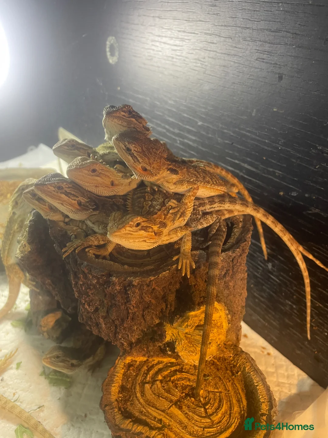 Bearded Dragon reptiles for sale: 18 bearded dragons available for rehoming - Advert 2