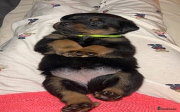 Rottweiler dogs for sale: Beautiful Rottweiler pups  - Image 12