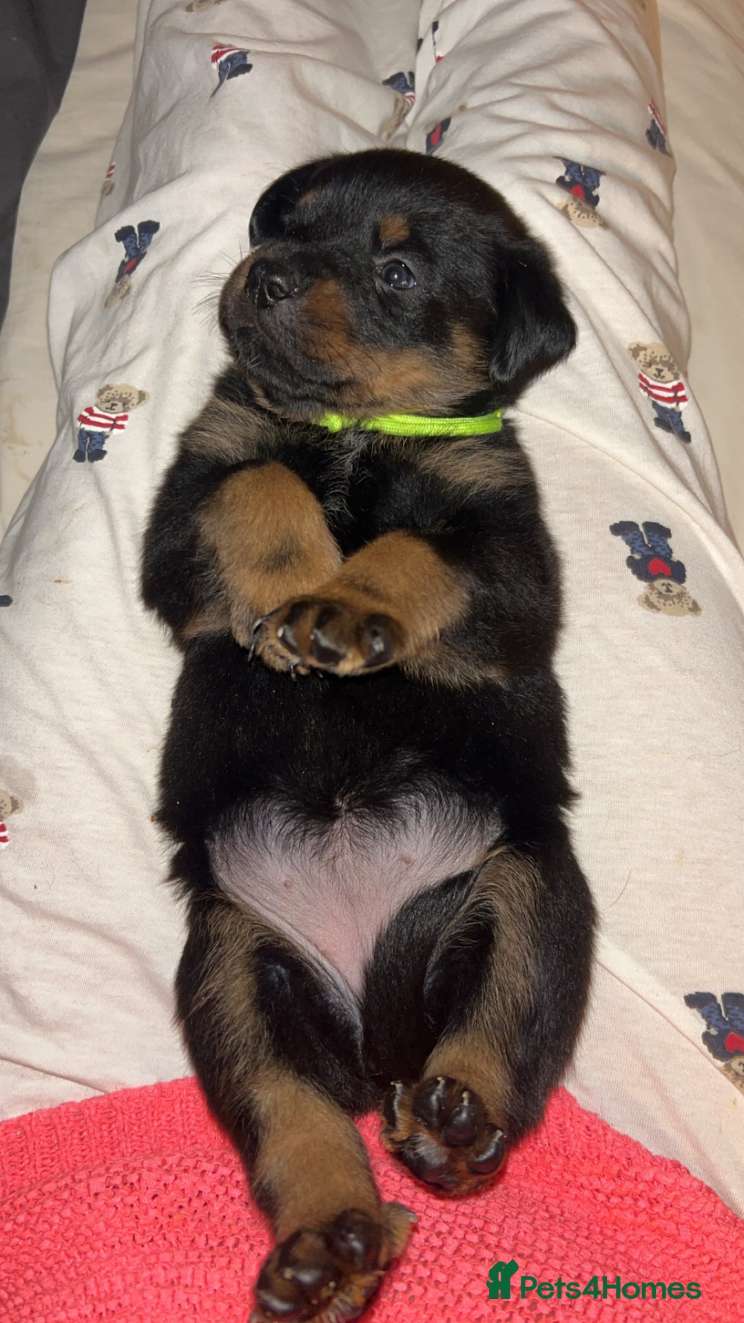 Rottweiler dogs for sale: Beautiful Rottweiler pups  - Image 12