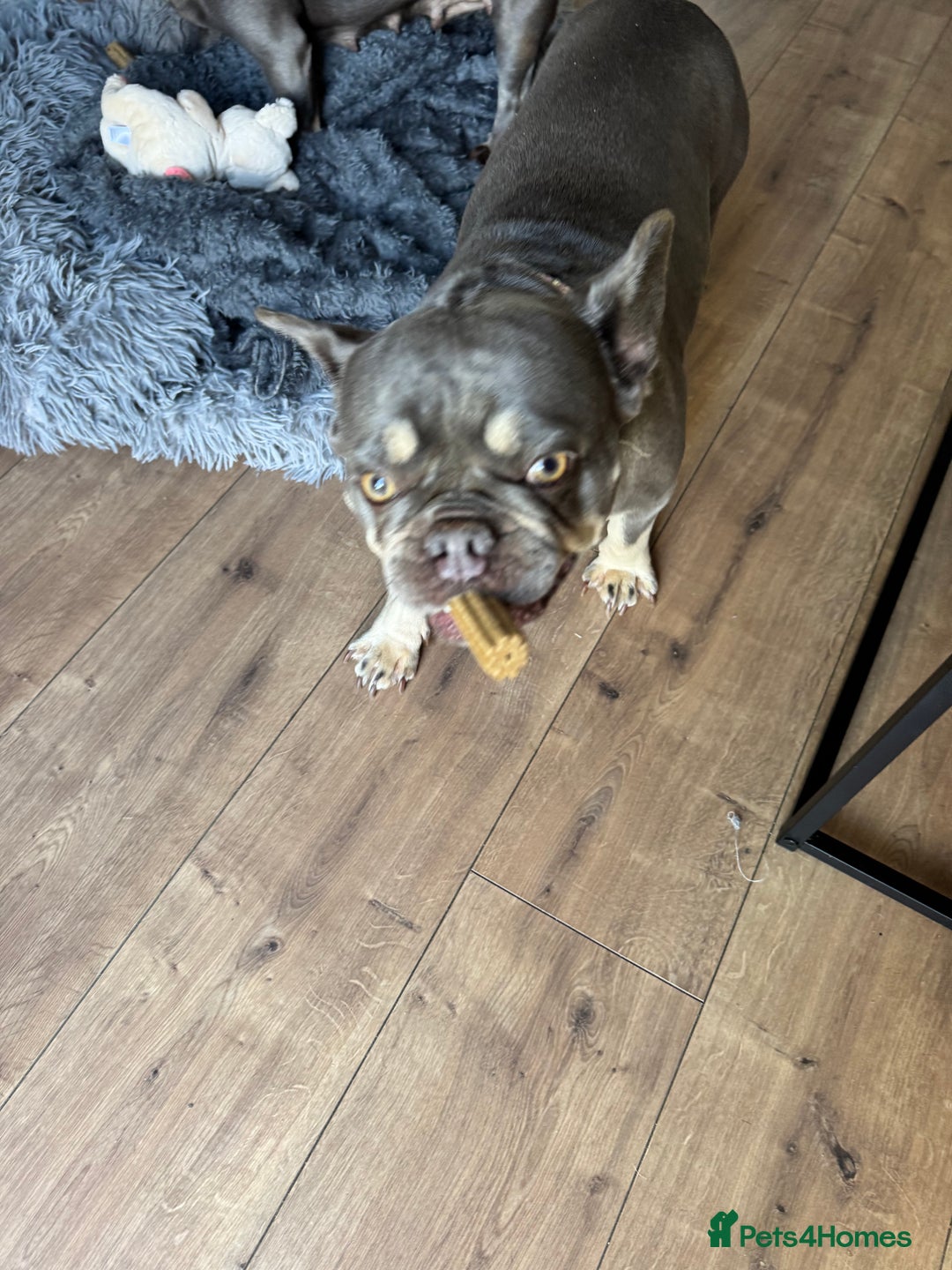 French Bulldog dogs for sale: Looking to Rehome My 2 French Bulldogs - Image 16