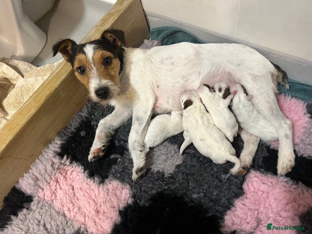 Jack Russell dogs 2 jack russell pups - Advert 2