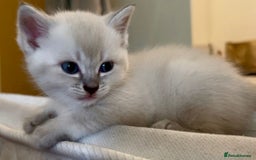 Siamese cats for sale: BEAUTIFUL LYNX POINT SIAMESE GIRL - Image 2