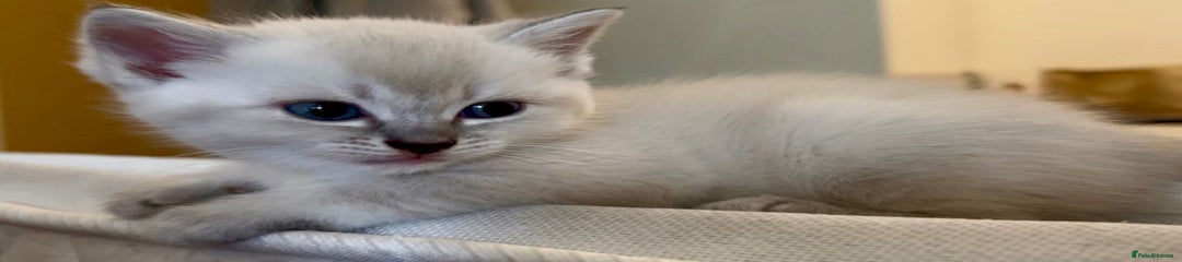Siamese Kitten 1