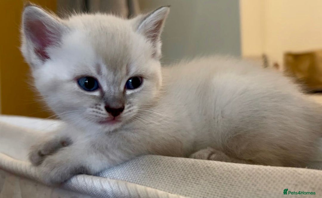 Siamese cats for sale: BEAUTIFUL LYNX POINT SIAMESE GIRL - Image 2