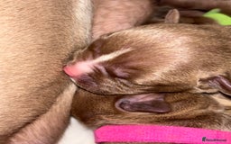 American Bully dogs for sale: Pocket bully puppy’s  - Image 27