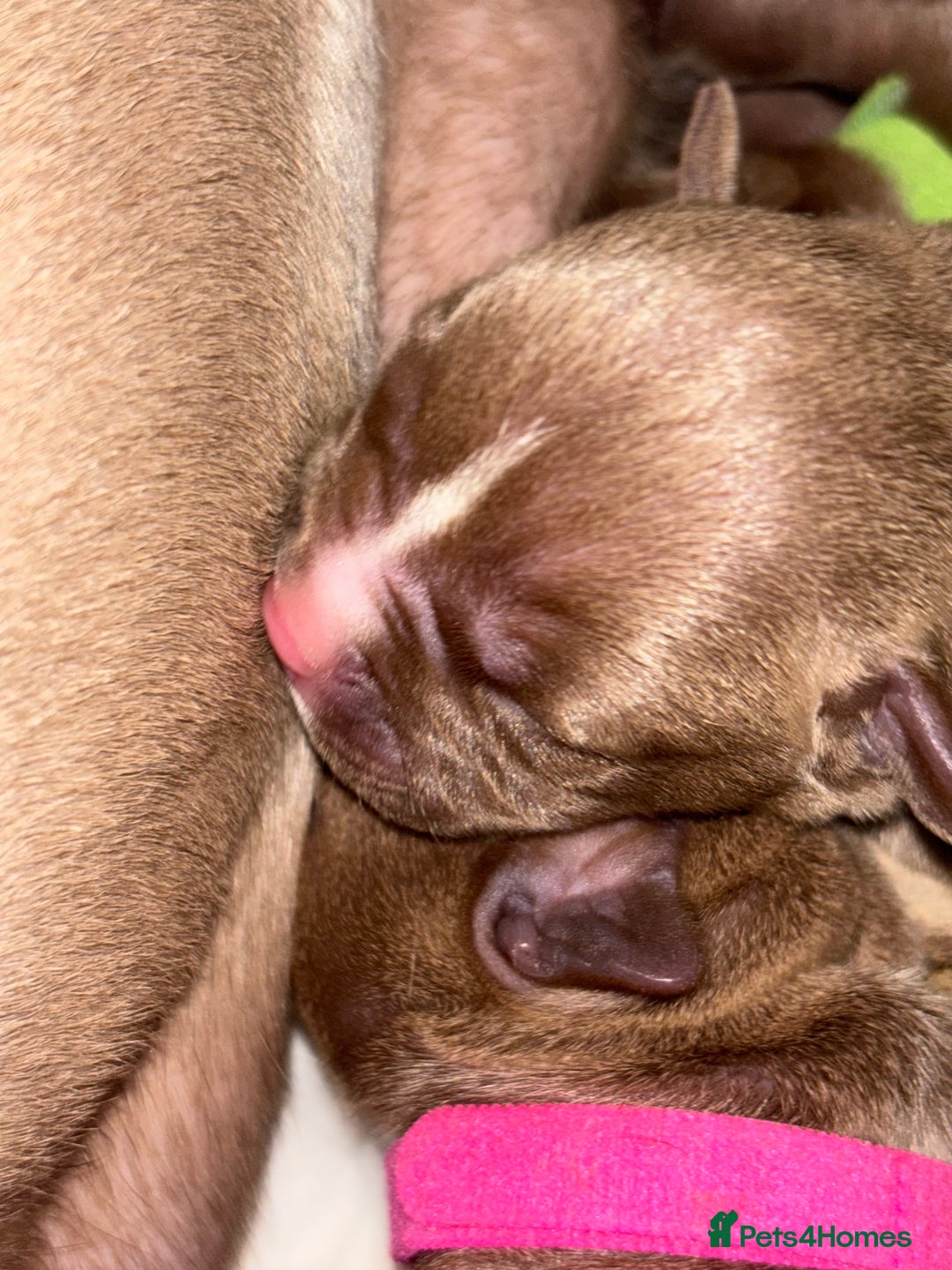 American Bully dogs for sale: Pocket bully puppy’s  - Image 27