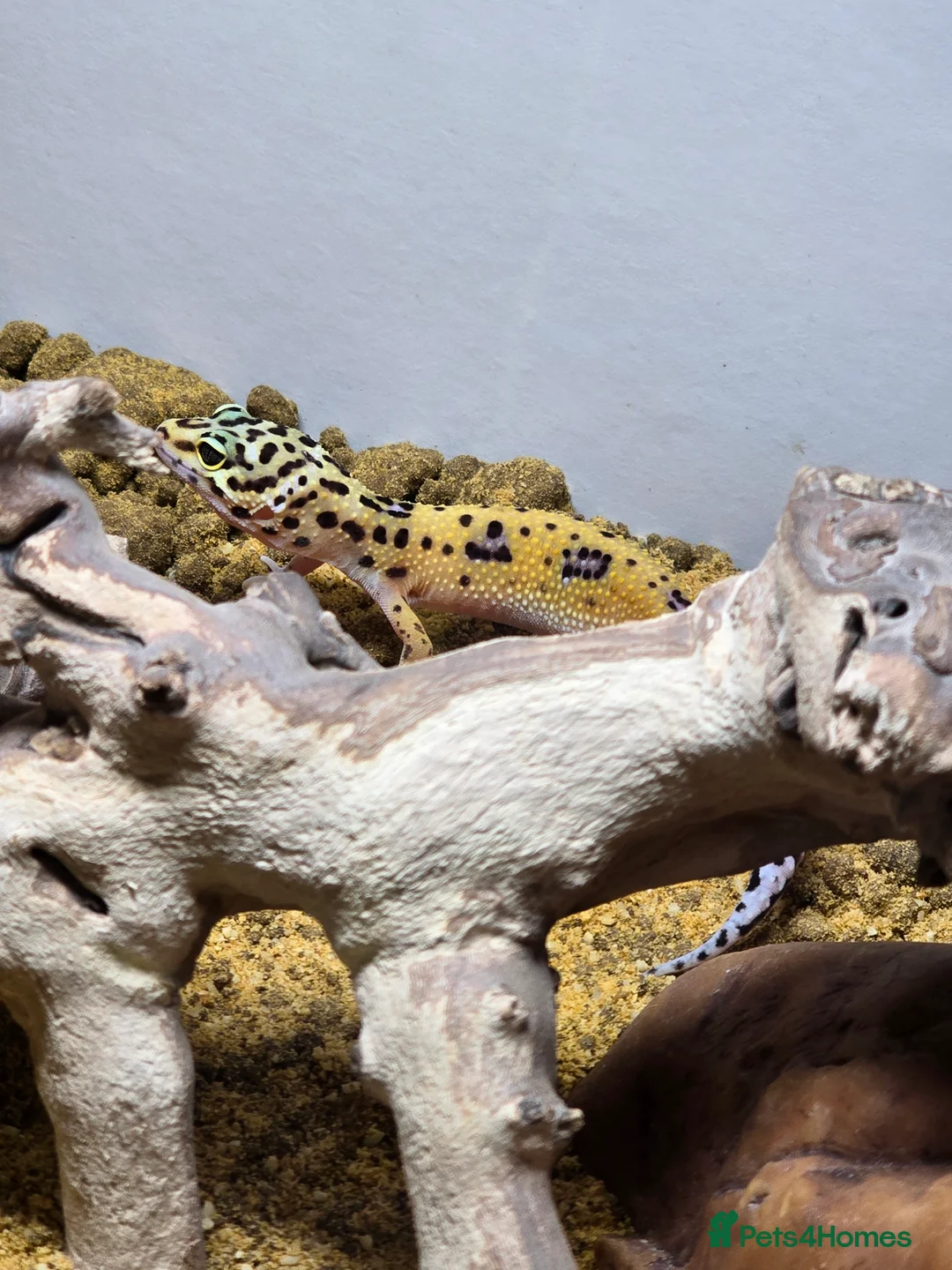 Mixed Breed reptiles for sale: Female Leopard gecko  - Advert 2