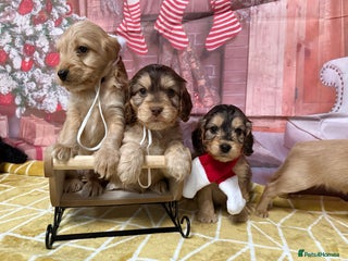 Labradoodle dogs Unique Stunning miniature doodles - Advert 5