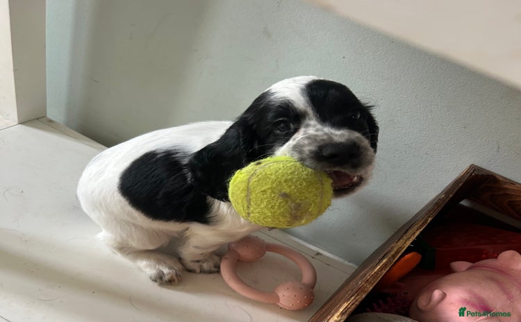 Cocker Spaniel dogs - Advert 5