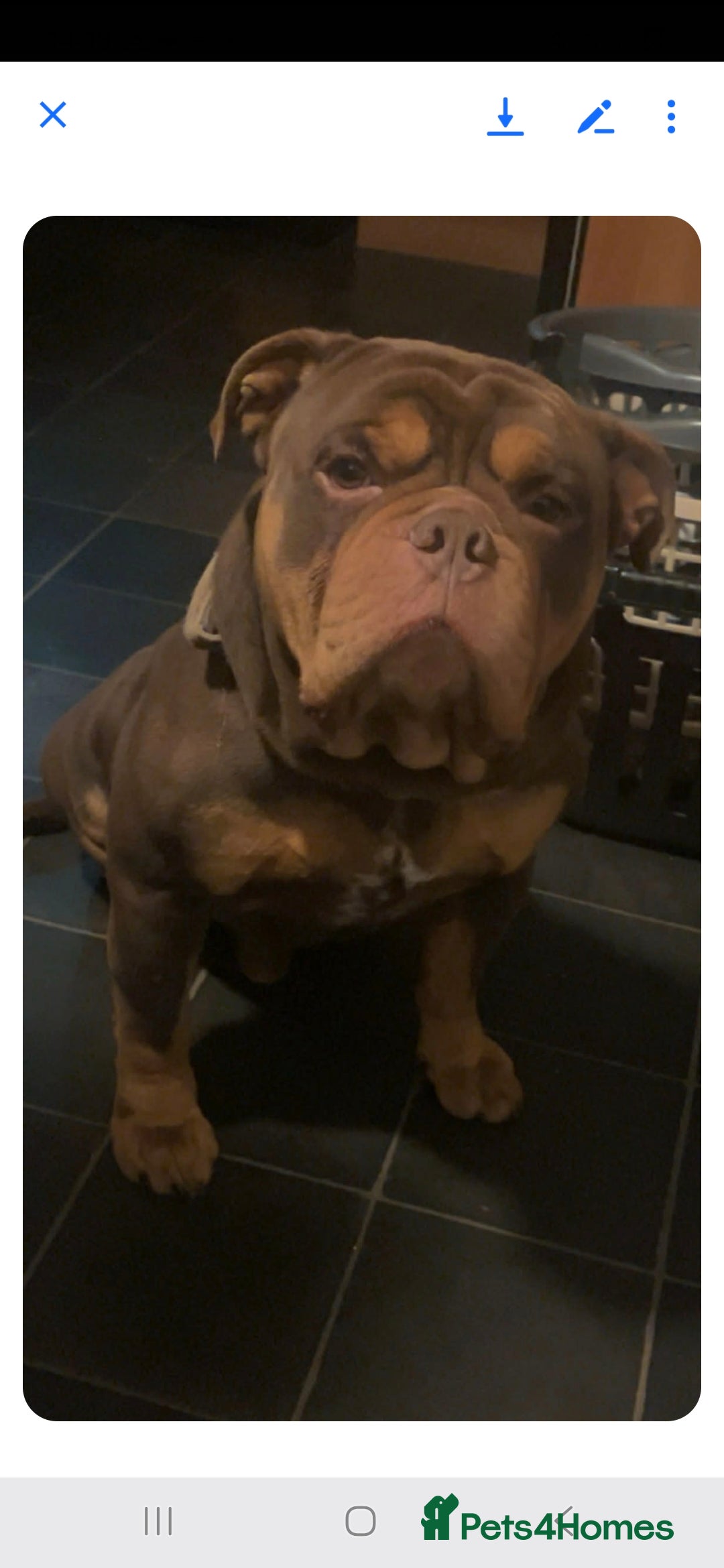 Old Tyme Bulldog dogs Stud available in Leeds - Advert 1